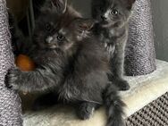 Maine Coon Kitten,- Reinrassig, in Farbe Blue mit Reptil - Markierung. Beide Elterntiere groß und haben einen Stammbaum, - Bielefeld