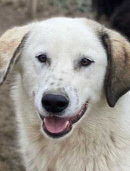 Maximus, geb. ca. 04/2024, GRIECHENLAND - Markdorf