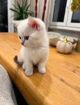 BKH Kitten mit Stammbaum - Kempten (Allgäu)