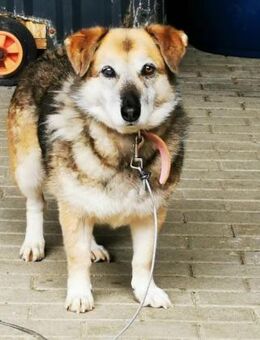 Dee su. hundeerfahrene Besitzer - Heinsdorfergrund