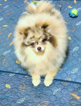 Schokoladenmerle-Pomeranian - Düsseldorf