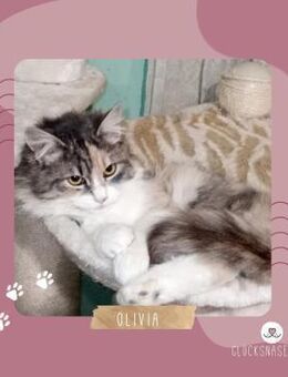 Katze Olivia wünscht sich eine Familie - Lalendorf