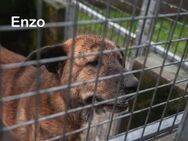 Enzo - Kumpel mit Herz - Berlin