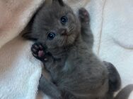 Super süßer Kitten - Wiesloch