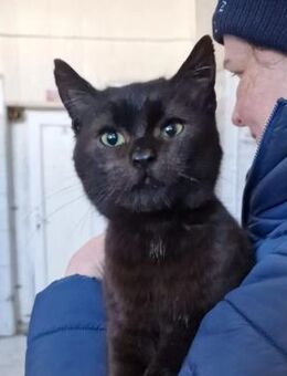 Kasimir - Neugier trifft Charme - Kallmünz