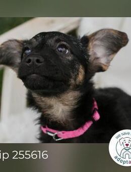 Chip 255616: Hundekind sucht ein Zuhause - Kirchzell