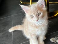 Süße Maine Coon Kitten - Helsa