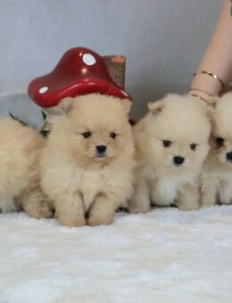 Reinrassige Zwergspitz/Pomeranian Welpen aus liebevolle Hobbyzucht - Blieskastel