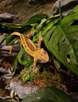 Kronengecko mit hochwertigem Terrarium abzugeben - Nürnberg