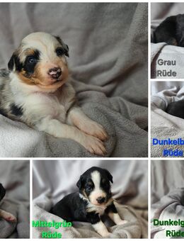 Australian Shepherd Aussi Welpen - Wolfsburg