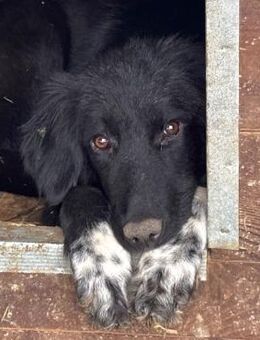 stattliche CAROLINE ~ in schönen schwarz - Duisburg