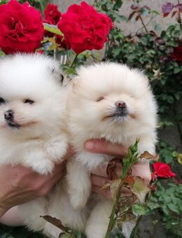 Reinrassige Pomeranian Welpen - Kyritz