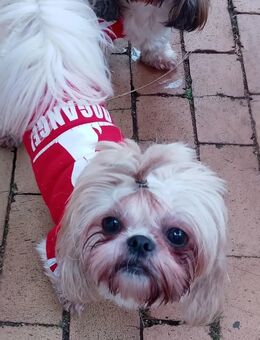 Shih Tzu Hündin - Aschersleben