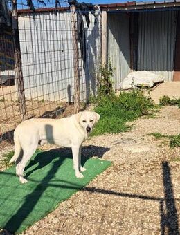 Ice - Notfall - sucht nur Paten - Grevenbroich