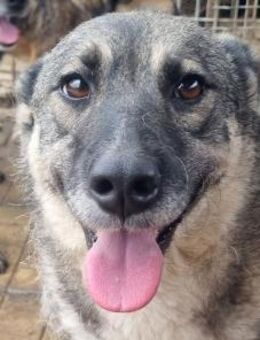 Lonka-verschmuste Hündin, 44cm - Rösrath