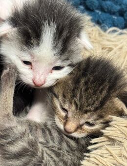 Katzenkinder suchen ab Dezember ein Zuhause - Brandis