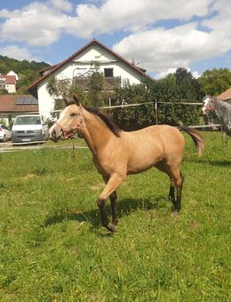 Appaloosa-Stutfohlen mit US-Papieren Freizeitreiten/Zucht - Dörzbach