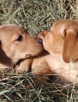 Labrador Welpen - Burow