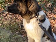 Amerikanische Akita - Nordhorn