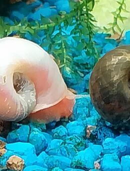 Posthornschnecke - Schnaittenbach