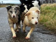 Border Collie Welpe Wurf 4/5.09.2024