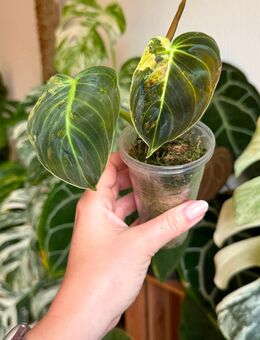 Philodendron Melanochrysum variegata - Berlin