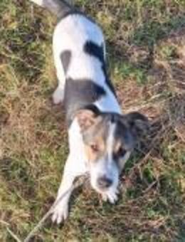 Momo sucht seine Familie - Neuried (Baden-Württemberg)