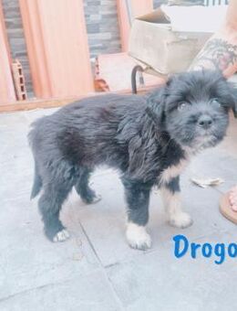 Dragon1 zeigst du mir die Welt 5/25 ESP - Ruppertsecken
