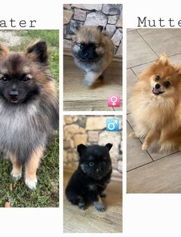 Pomeranian Zwergspitz Welpen - Ballhausen