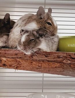 3 männliche Degus inklusive Zubehör abzugeben - Kaltenkirchen