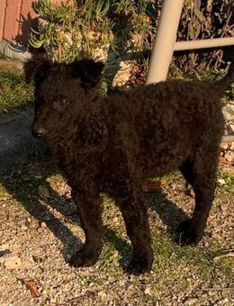 Leo - kroatischer Schäferhund Mischling - Hausen (Würzburg)