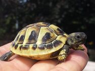 Griechische Landschildkröten - Rastenberg