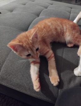 EHK Katzen Kitten - Pfreimd