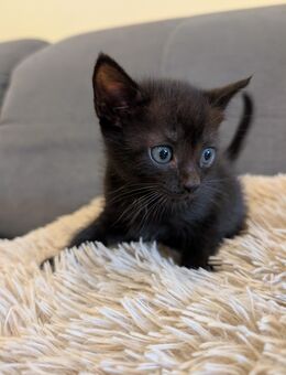 Kitten - Gelsenkirchen