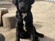 Sanfter Toto (R) sucht Anschluss - Chemnitz