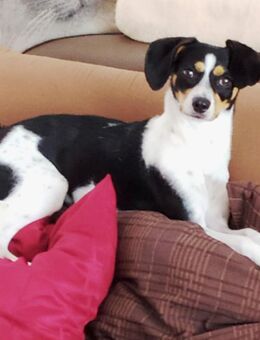 Premium Hundepension- Urlaub wie ihr Hund ihn selbst buchen würde - Bönen