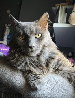 Einzelprinz Apolon (FIV+) - Ellerbek