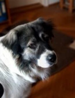 ARTHUR, Besitzerin verstorben - Bamberg