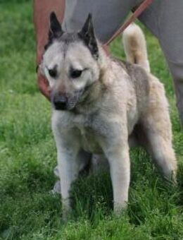Cikito - verträglich u. aufmerksam - Lohra