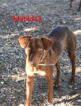 Matilda3 liebes Hundemädchen 08/24 ESP - Ruppertsecken