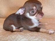 Reinrassiger Chihuahua Welpe - Nürnberg