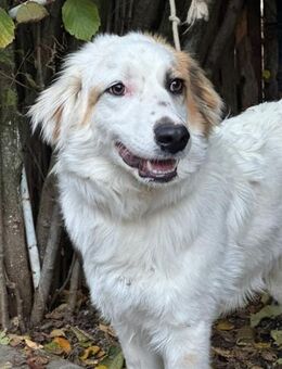 KAY (*03.2025) auf der Suche nach Glück - Landau (Pfalz)