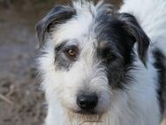 schüchterner Nosy sucht - Kallmünz