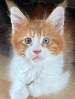 Maine Coon Kitten Valentina mit Stammbaum - Ellhofen