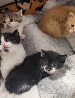 Mainecoon Mix Kitten - Stadland