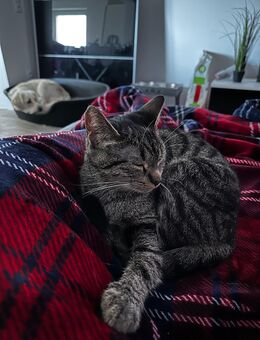 1 Jahr alte Molly - Weener
