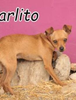 Möchten Sie Carlito kennenlernen?🎉 - Essingen (Rheinland-Pfalz)