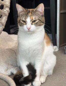 soziale Daisy sucht Zuhause - Ingolstadt