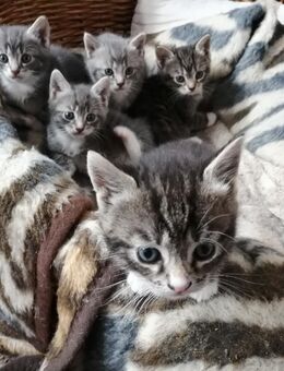 Hauskatzen m+w - Hohenfelde (Landkreis Plön)