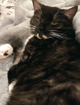 Maine coon Mix Brüder - Bersenbrück Zentrum